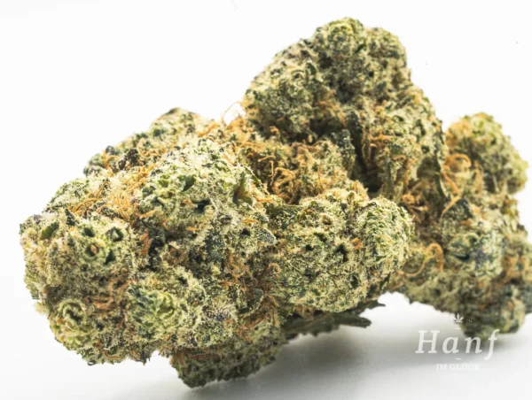 Cannabis Seeds Black Domina auto. 3pcs